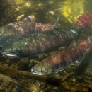 Coho and sockeye salmon swimming