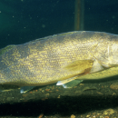 Walleye swimming