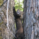 a fisher climbing a tree
