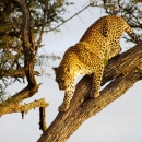 Leopard coming down a tree.