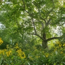 Sycamore tree at Williamson Island