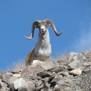 Argali Sheep