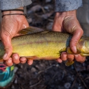 A profile view of a green-colored, spotted fish held with two hands.