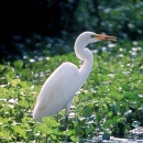 Great egret