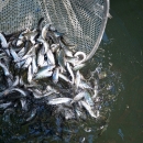 Many small silver fish in a net being released into water