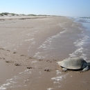 A single adult Kemp's Ridley Sea Turtle slowly walks across a beach towards the ocean.