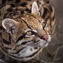 A wild cat with brown, white, and black markings gazes upward