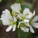 Cluster of about seen small white flowers radiating from a green stalk.
