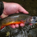 Close up of biologist holding small brook trout.