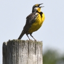 A bird with a bright yellow belly perched on a fence post with open mouth