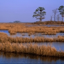 View of tidal marsh and pine trees at Blackwater National Wildlife Refuge.