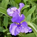 Spiderwort