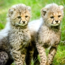 Baby Cheetahs