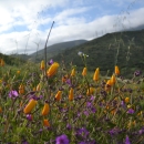 Open field of poppies and wishbone bush at San Diego National Wildlife Refuge,