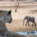 Lion African bush elephant