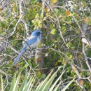 Florida scrub-jay perched on a branch