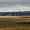 Waterfowl flies over wetland with tree line in the background.