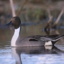 Northern pintail