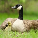 Canada goose protects newborn under its wing