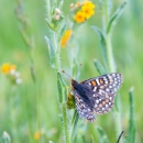 Butterfly rests on tall flowering plant.