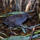 Eastern black rail walks on decaying and live grasses in a marsh area.