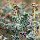 Green plant with small leaves and some brown stems. 