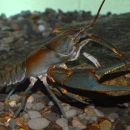 A rust colored crayfish at the bottom of an aquarium tank
