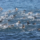 Black scoters in the water