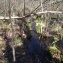 Wetland at the Great Swamp National Wildlife Refuge