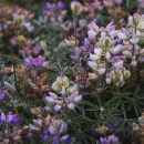 Hybridized shore lupine