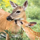 Key deer doe and fawn