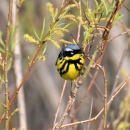 Magnolia Warbler on twig 