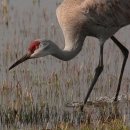 Malheur NWR_Sandhill Crane_Roger Baker, USFWS Volunteer