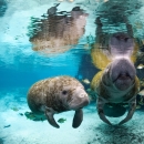 Two large marine mammals covered in algae swimming in crystal clear water