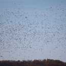 Large number of ducks flying against a blue sky without clouds; the ducks are dots in this photo with the treeline canopy along the bottom of the image.