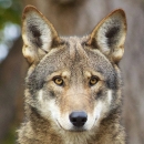 Red wolf face