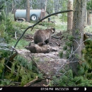 Wind River Reservation grizzly bear sow and cub at a trap site