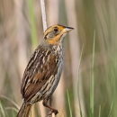 Saltmarsh sparrow