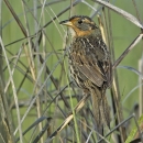 A sparrow--primarily gray and black with russet around the eyes--perches in tall marsh grass.