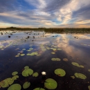 Expansive body of water with water lilies, bordered by trees in the distance