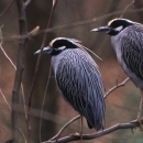Two yellow-crowned night herons standing on a branch
