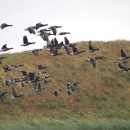 black brant flying in front of a grassy hill