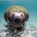 Florida manatee swims in shallow water toward camera.