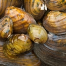 A pile of freshwater mussels of varying size.