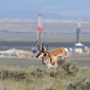 Pronghorn running through sagebrush with natural gas field facility in background.