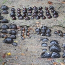 A collection of freshwater mussels