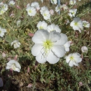 Antioch Dunes evening primrose