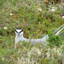 Bird with black head and white body sitting on nest in the tundra