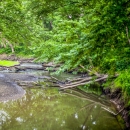 A creek winds the woods, trees full of bright green leaves.