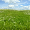 A beautiful green grassland with white flowers in bloom under a partly cloudy sky